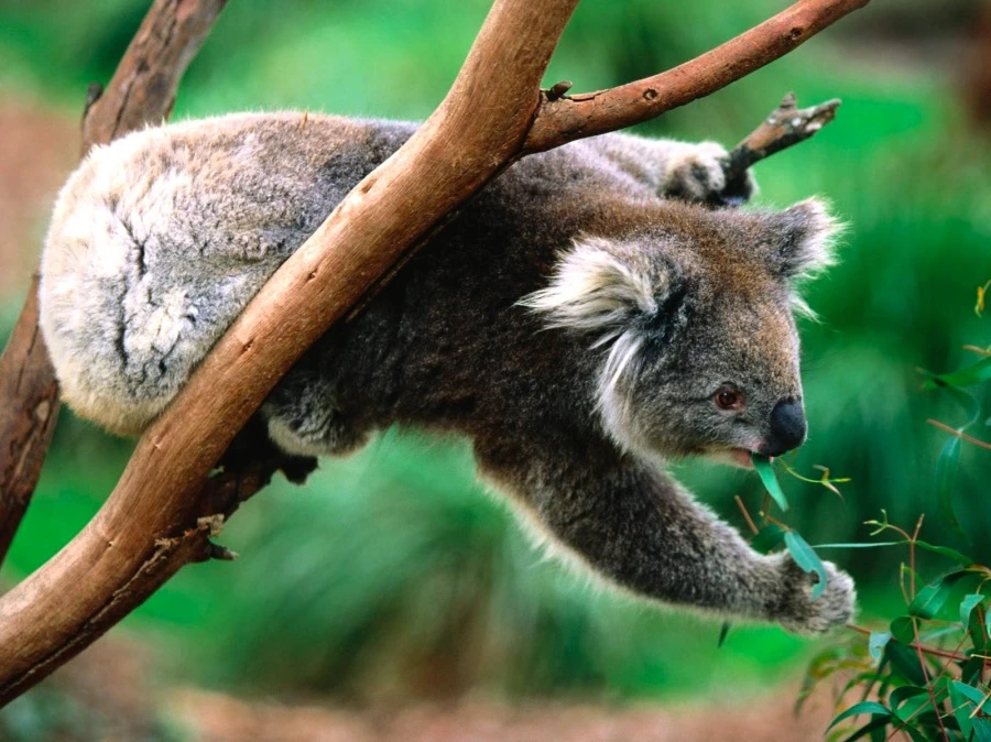 Эвкалиптовое одеяло